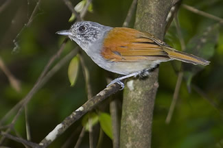 Roodrugmiervireo - Dysithamnus xanthopterus